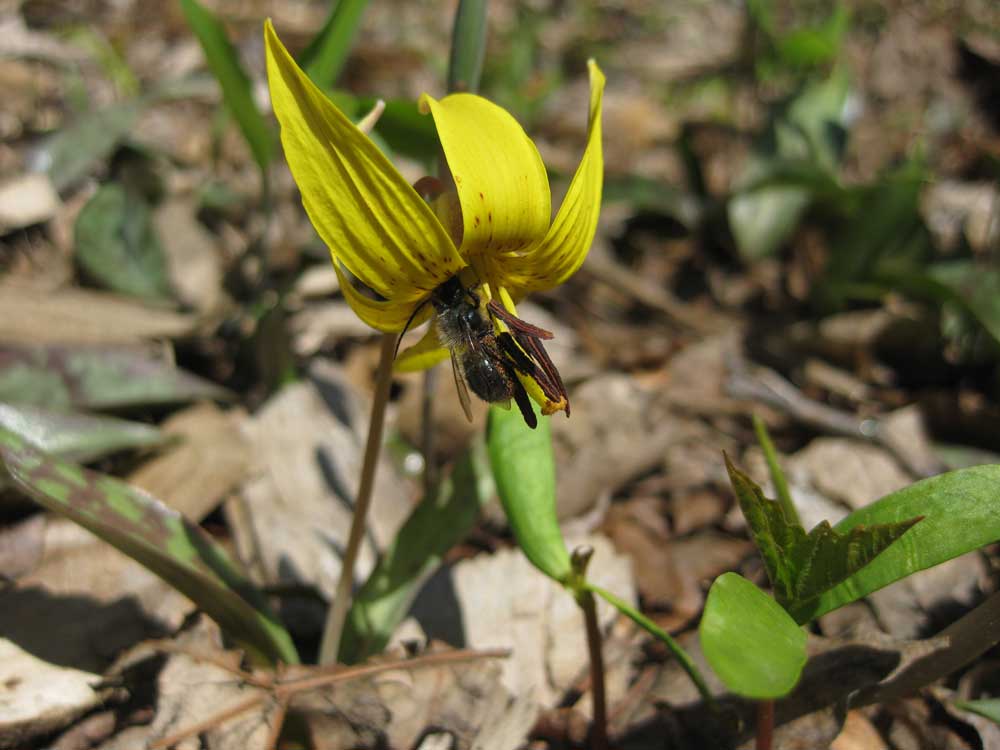 Trout Lily visited by foraging bee