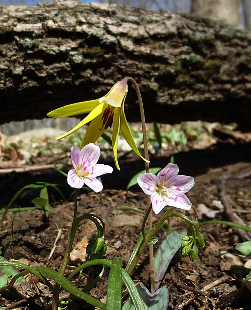 Trout Lily growing alongside Spring Beauties