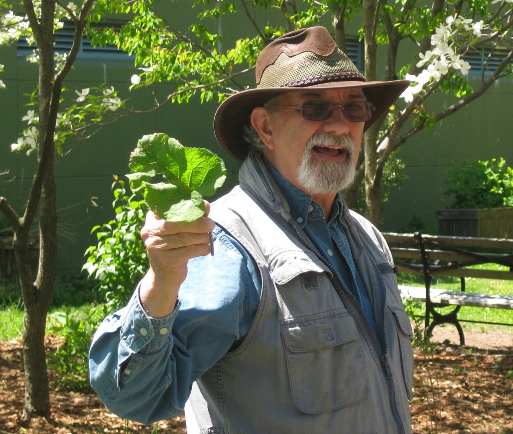Paul Tappenden holding up a burdock leaf