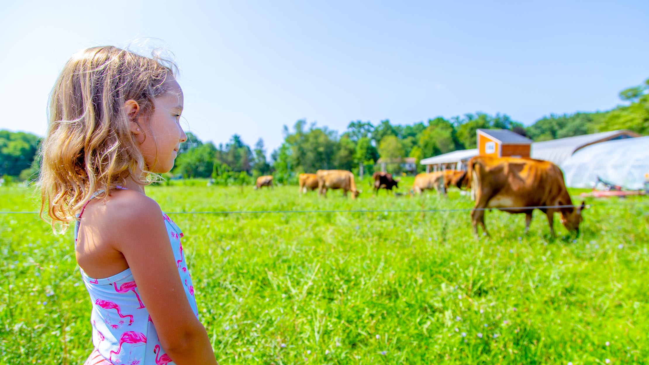 Young camper looking at field of cows