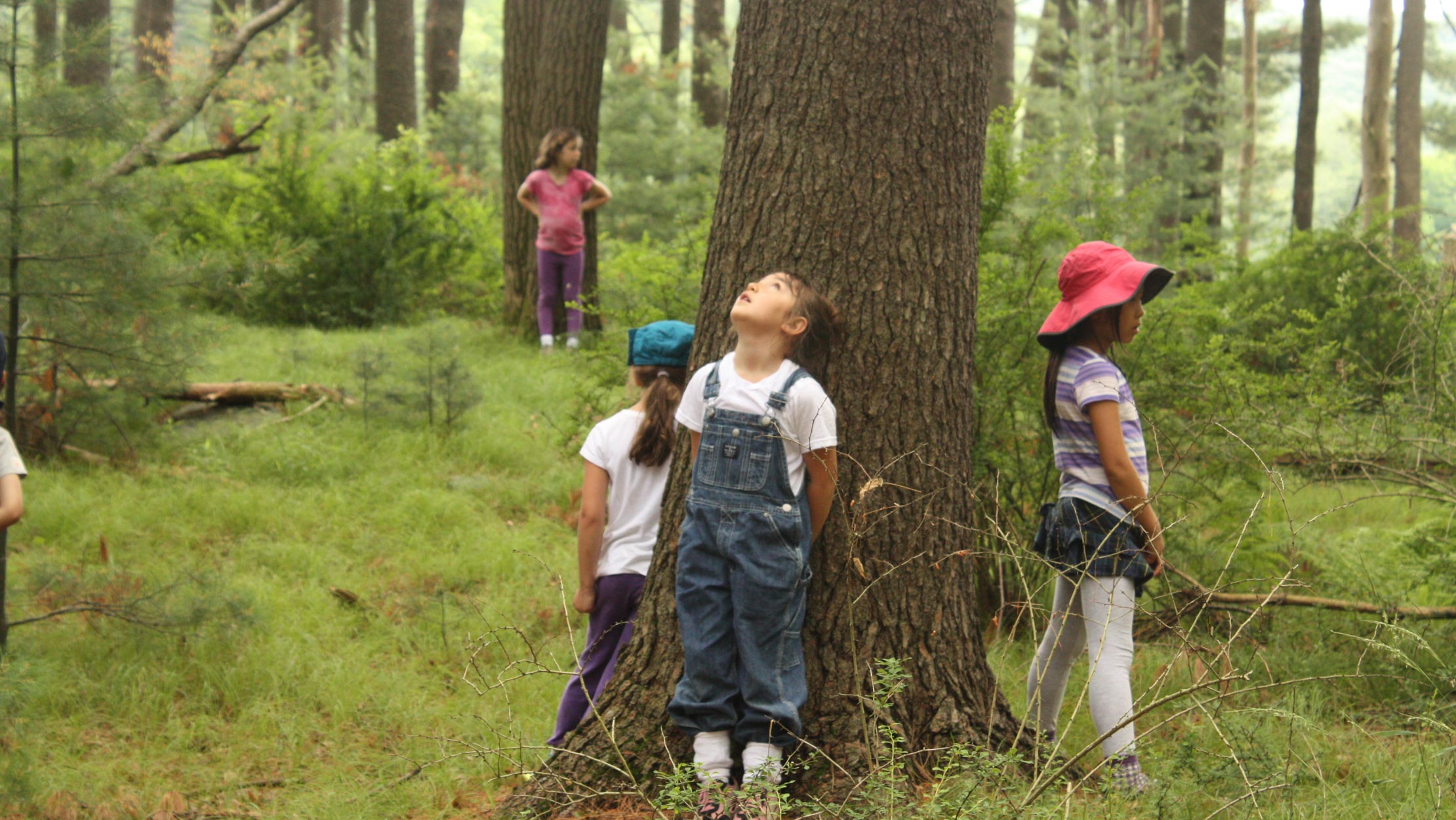 Campers looking up at trees in the forest