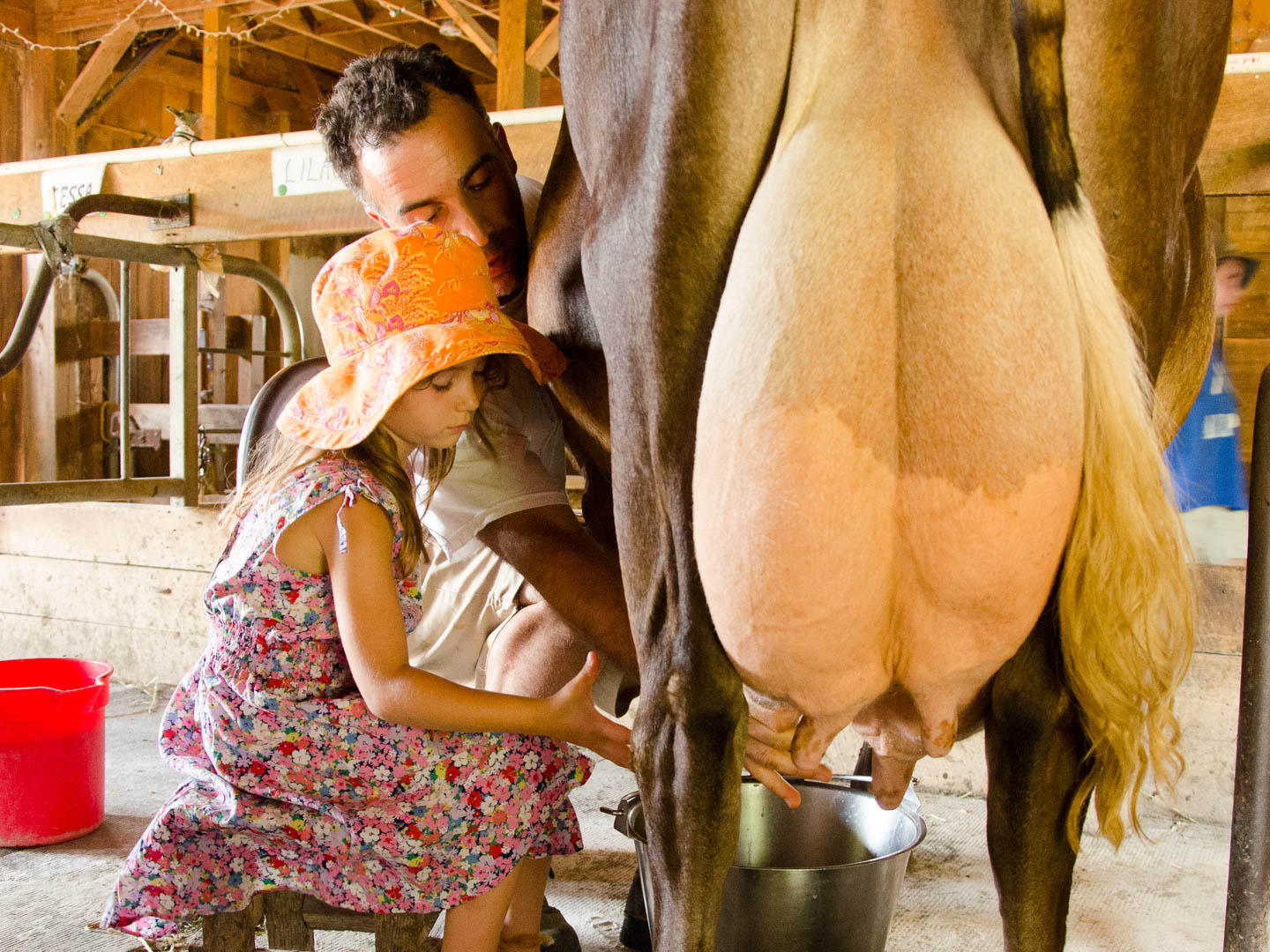 Camper milking a cow
